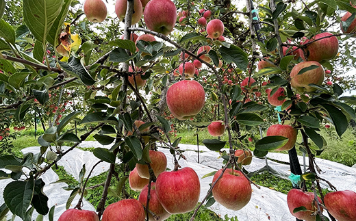 山形県南陽市のふるさと納税 【令和7年産先行予約】 りんご 「サンふじ」 約5kg (12～23玉 秀品) 《令和7年12月上旬～令和8年2月下旬発送》 『カネタ高橋青果』 リンゴ 山形県 南陽市 [1960]