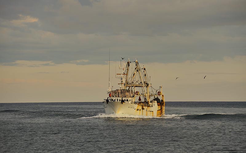 北海道枝幸町のふるさと納税 北海道 枝幸町 岩谷さん家の船の 肉厚 ホッケ フライ (1kg) 【 加工食品 白身フライ おかず 惣菜 お弁当 時短 揚げ物 夕飯 魚料理 北海道 オホーツク 枝幸 】