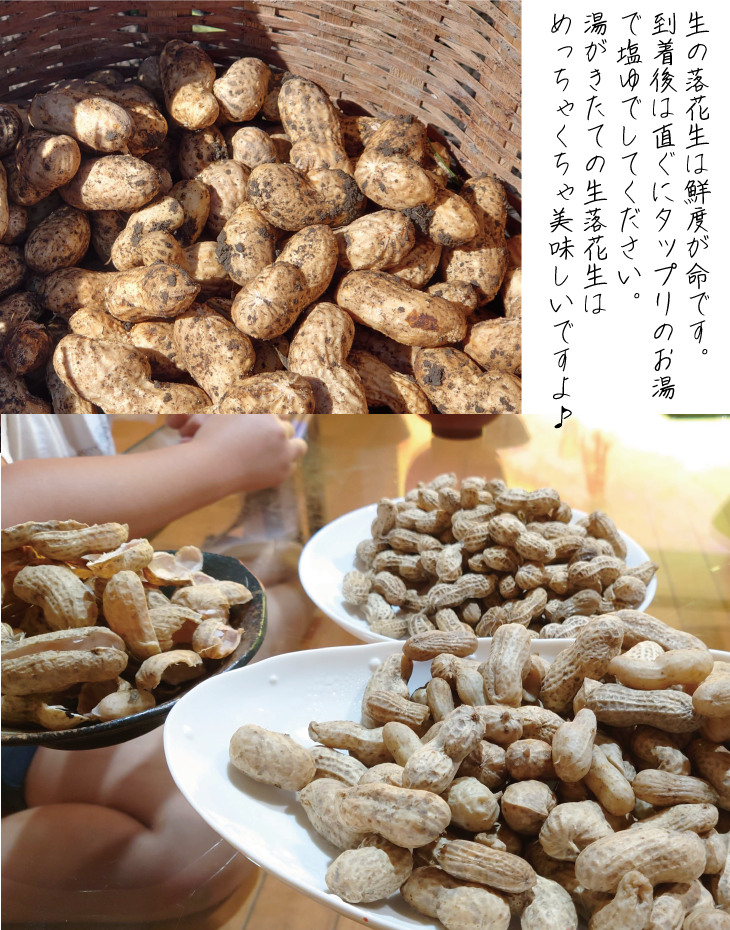 落花生 京都 2026年 先行予約 生落花生 るり渓 大河内生産組合発 丹波 野菜 国産 ピーナッツ おつまみ 先行 ※北海道・沖縄・離島への発送不可 