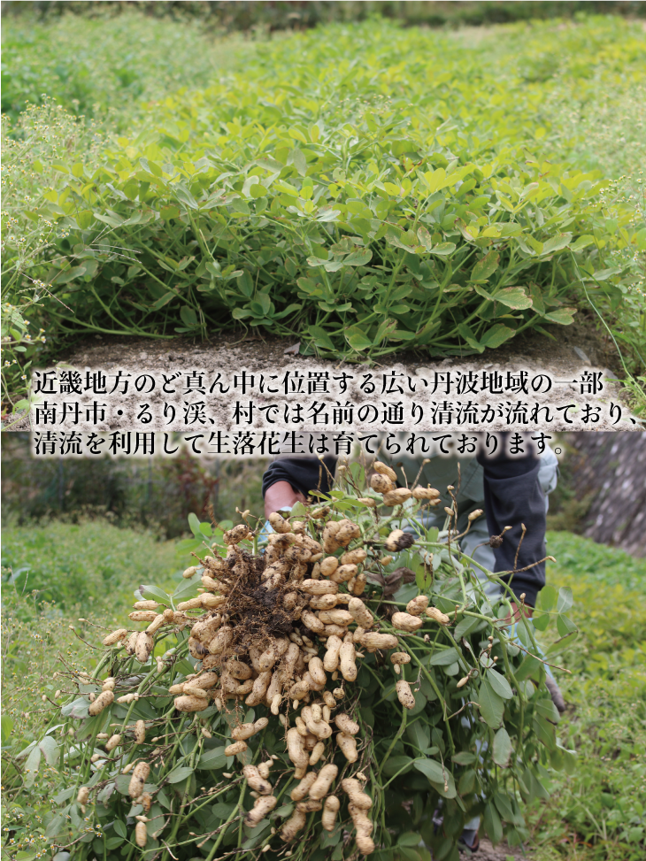 落花生 京都 2026年 先行予約 生落花生 るり渓 大河内生産組合発 丹波 野菜 国産 ピーナッツ おつまみ 先行 ※北海道・沖縄・離島への発送不可 