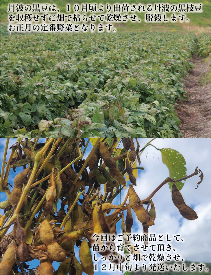 黒豆 京都 2026年 先行予約 丹波の黒豆 約300g るり渓 大河内生産組合発 丹波 野菜 国産 おやつ スイーツ 正月 おせち料理 おせち 先行 ※北海道・沖縄・離島への発送不可 