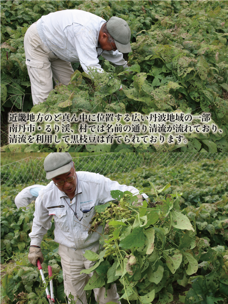 枝豆 京都 2026年 先行予約 黒枝豆 生落花生 るり渓 大河内生産組合発 丹波 野菜 国産 生 落花生 おつまみ えだまめ エダマメ 先行 ※北海道・沖縄・離島への発送不可 