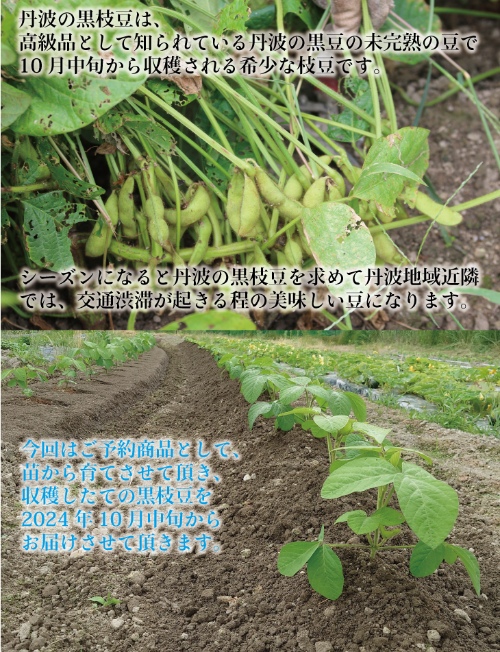 枝豆 京都 2026年 先行予約 丹波黒枝豆 バラ 約500g るり渓 大河内生産組合発 丹波 野菜 国産 生 黒枝豆 おつまみ えだまめ エダマメ 先行 ※北海道・沖縄・離島への発送不可 