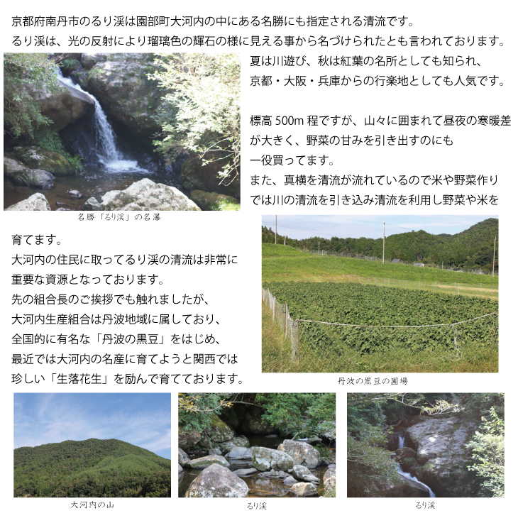 枝豆 京都 2026年 先行予約 丹波黒枝豆 バラ 約500g るり渓 大河内生産組合発 丹波 野菜 国産 生 黒枝豆 おつまみ えだまめ エダマメ 先行 ※北海道・沖縄・離島への発送不可 