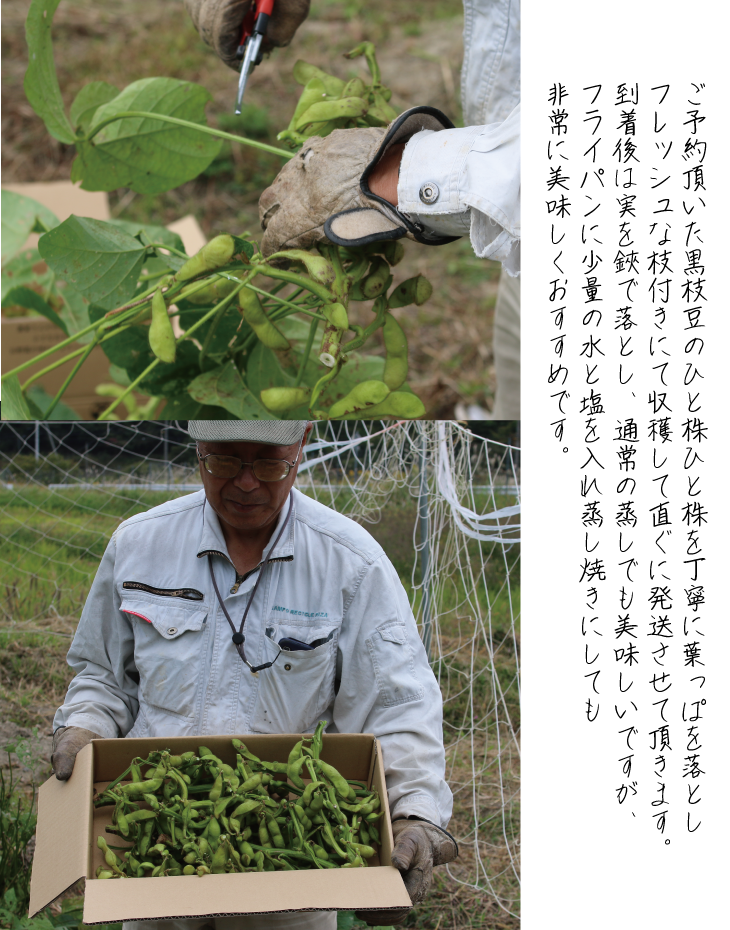枝豆 京都 2026年 先行予約 丹波の枝付き黒枝豆 るり渓 大河内生産組合発 丹波 野菜 国産 生 黒枝豆 おつまみ えだまめ エダマメ 先行 ※北海道・沖縄・離島への発送不可 