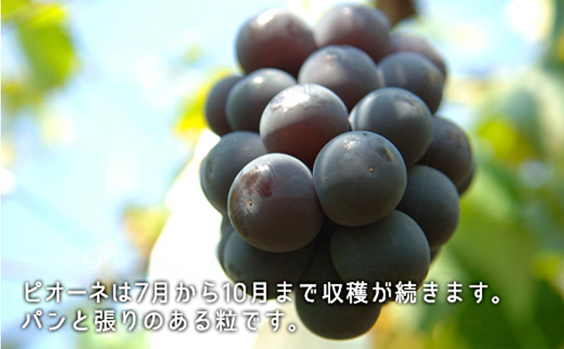 ぶどう 2026年 先行予約 果物 詰合せ シャイン マスカット 1房 ニュー ピオーネ 1房 合計約1.0kg ブドウ 葡萄 岡山県産 国産 フルーツ 果物 ギフト
