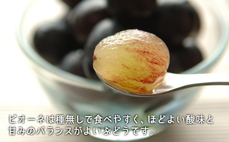 ぶどう 2026年 先行予約 果物 詰合せ シャイン マスカット 1房 ニュー ピオーネ 1房 合計約1.0kg ブドウ 葡萄 岡山県産 国産 フルーツ 果物 ギフト