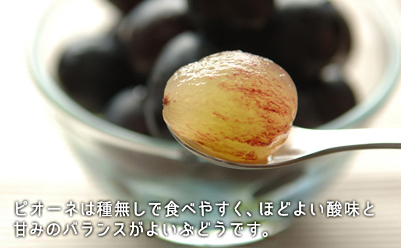 桃 ぶどう 2026年 白桃 晩生種 3玉 シャイン マスカット 1房 ニュー ピオーネ 1房 合計約1.8kg もも 葡萄 岡山県産 国産 フルーツ 果物 ギフト