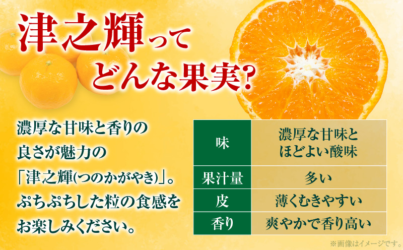 宮崎県日南市のふるさと納税 先行予約 津之輝 つのかがやき 2kg以上 (2kg×1箱) 希少 期間限定 数量限定 フルーツ 果物 くだもの 柑橘 みかん 令和8年発送 国産 食品 おすすめ デザート おやつ みかんジュース フルーツサンド ギフト 贈り物 贈答 おすそ分け 宮崎県 日南市 送料無料_A79-23