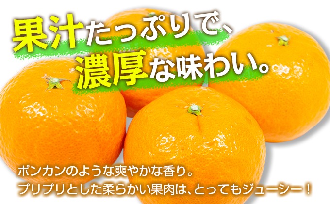 宮崎県日南市のふるさと納税 先行予約 津之輝 つのかがやき 2kg以上 (2kg×1箱) 希少 期間限定 数量限定 フルーツ 果物 くだもの 柑橘 みかん 令和8年発送 国産 食品 おすすめ デザート おやつ みかんジュース フルーツサンド ギフト 贈り物 贈答 おすそ分け 宮崎県 日南市 送料無料_A79-23
