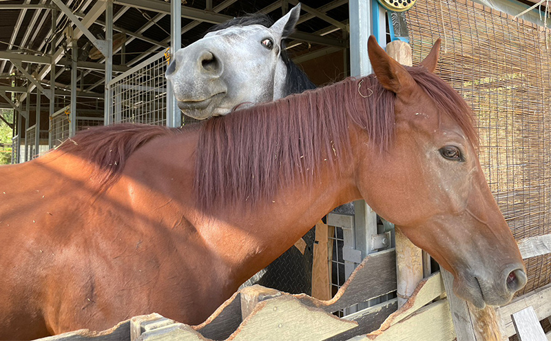 馬 たてがみ 尻尾 手作り レジン キーホルダー １個(グラマー) オリジナル 