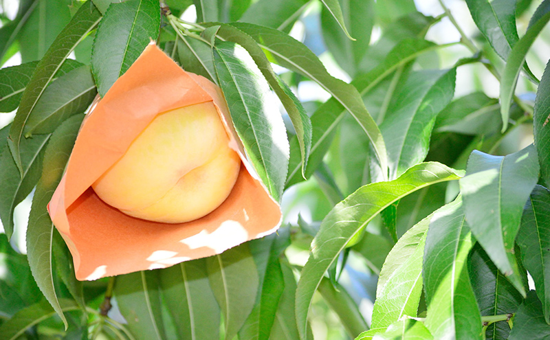 桃 2026年 先行予約 白桃 3玉入り 等級: ロイヤル 糖度12.0度以上 合計600g前後 もも モモ 岡山県産 国産 フルーツ 果物 ギフト デザート 果実 白果 皮が薄い 柔らかい芳醇 香り 伝統 高糖度 贈り物 