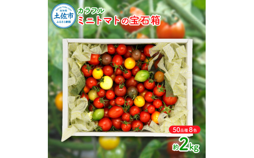 【高知県土佐市】カラフルミニトマトの宝石箱 (約2kg) トマト ミニトマト とまと カラフルミニトマト 詰め合わせ 15品種以上 新鮮野菜 カラフル トマト とまと 美味しい サラダ 野菜 高知県産
