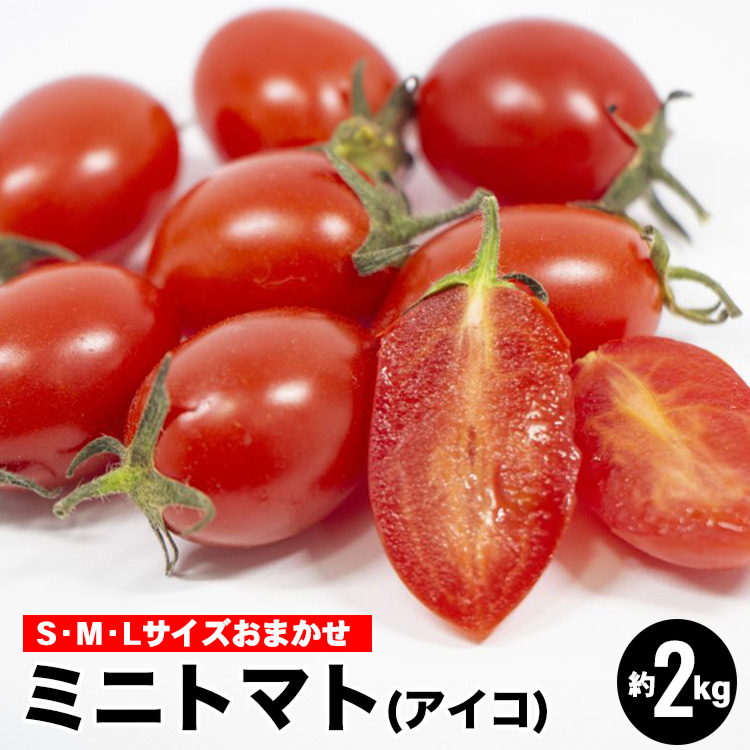 ミニトマトアイコ(松トマト）約2kg（S・M・Lサイズおまかせ）◇ ※2026年1月中旬～6月下旬頃に順次発送予定