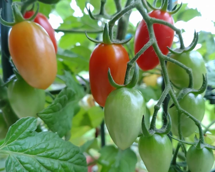 ミニトマトアイコ(松トマト）約2kg（S・M・Lサイズおまかせ）◇ ※2026年1月中旬～6月下旬頃に順次発送予定