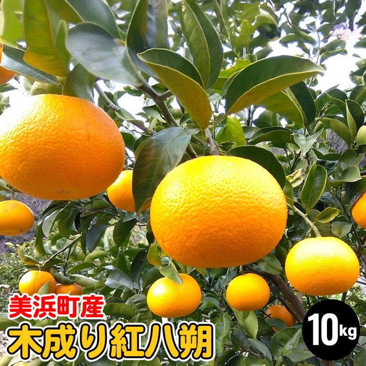 美浜町産　ご家庭用 木成り紅八朔 10kg| はっさく 八朔 果物 フルーツ 柑橘 10kg