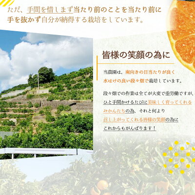 BF6007_【数量限定】 有田みかん 青秀 S,Мサイズ 約10kg 【ミカン 蜜柑 柑橘 温州みかん 有田みかん 和歌山 贈答 ギフト】