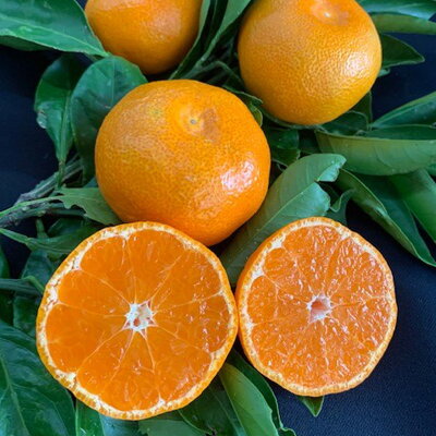 ya̎RLcS󒬁zBF6009n_yʌz Lc݂ G S,MTCY 5kg y~J  k B݂ Lc݂ a̎R  Mtgz