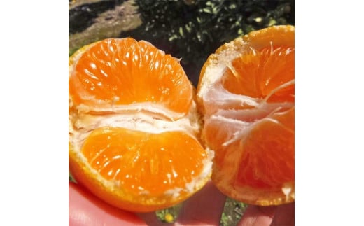 【ご家庭用】和歌山有田みかん約5kg(SS、Sサイズ) 〇｜ みかん ミカン mikan 有田みかん s ss 5kg 柑橘 温州ミカン 温州みかん 先行予約 ※2025年11月上旬～2026年1月下旬頃に順次発送予定