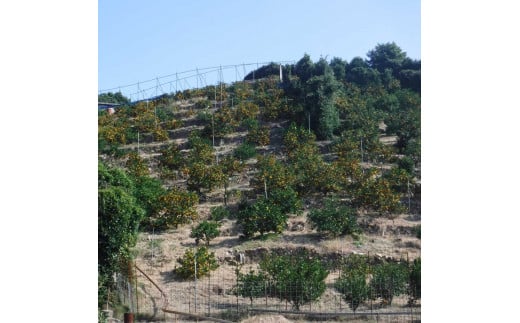 【ご家庭用】和歌山有田みかん約5kg(S、Mサイズ)〇 ｜ みかん 有田みかん 温州みかん ミカン 温州ミカン 柑橘 果物 フルーツ 甘い 先行予約 s m 甘い 5kg ※2025年11月上旬～2026年1月下旬頃に順次発送予定