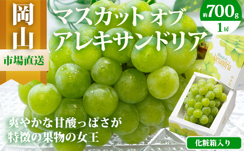 【岡山県玉野市】ぶどう 2026年 先行予約 マスカット・オブ・アレキサンドリア 1房 700g以上 化粧箱入り マスカット ブドウ 葡萄 岡山県産 国産 フルーツ 果物 ギフト