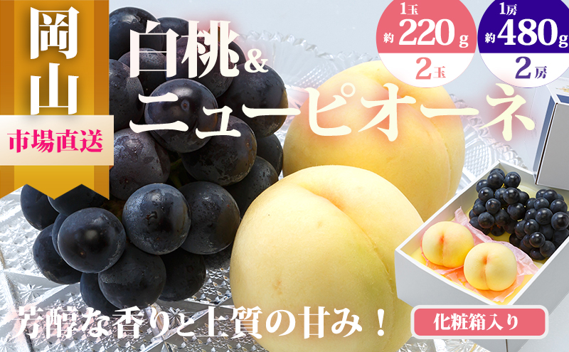 【岡山県玉野市】桃 ぶどう 2026年 先行予約 果物 詰合せ 白桃 2玉(1玉220g以上)ニューピオーネ 2房(1房480g以上)化粧箱入り もも 葡萄 岡山県産 国産 フルーツ 果物 ギフト