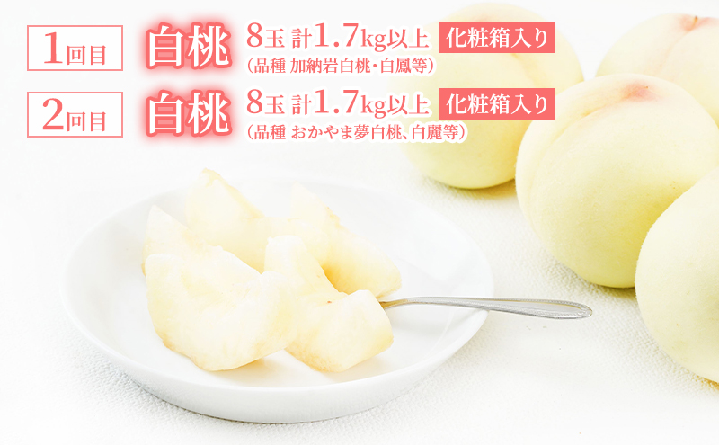 桃 定期便 2026年 先行予約 岡山 の 白桃 8玉 合計1.7kg以上×2回 お届け 化粧箱入り もも モモ 岡山産 国産 フルーツ 果物 ギフト 