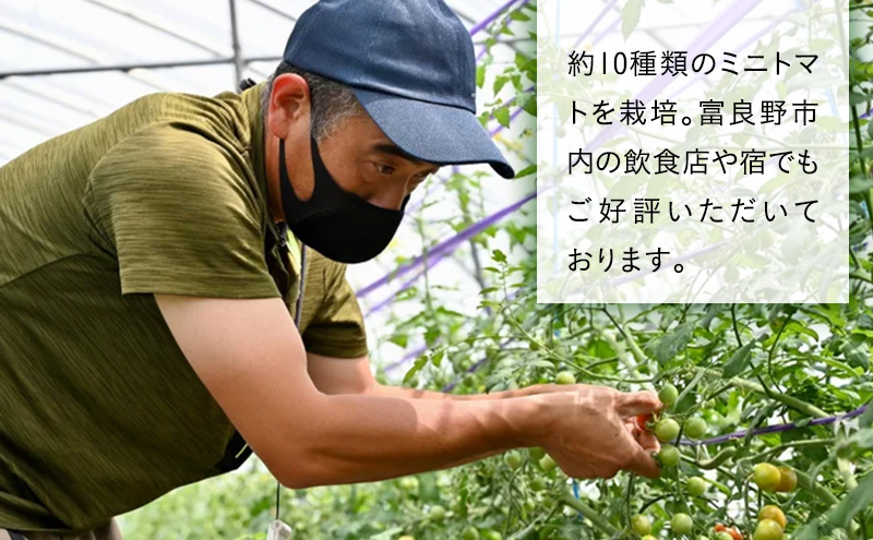 【2026年7月より発送】北海道 富良野市産 完熟ミニトマト（キャロル10）約1kg トマト 甘い 野菜 新鮮 数量限定 先着順 【藏ファーム】