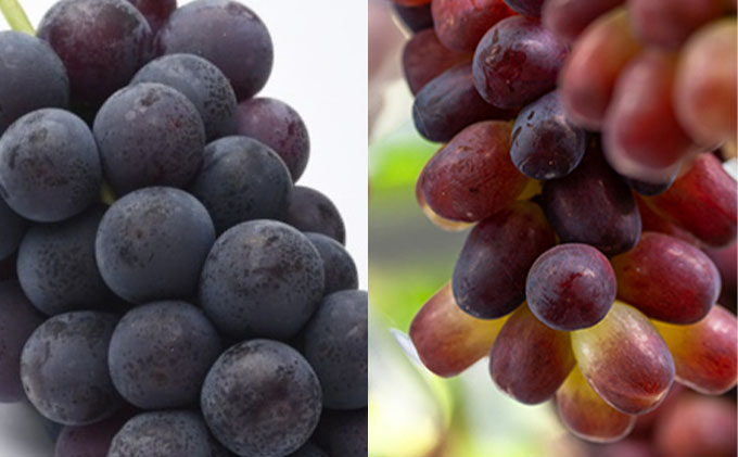 フルーツ 定期便 2026年 先行予約 晴れの国 岡山 の フルーツ 定期便 6回コース 桃 ぶどう 梨 岡山県産 国産 フルーツ 果物 ギフト 