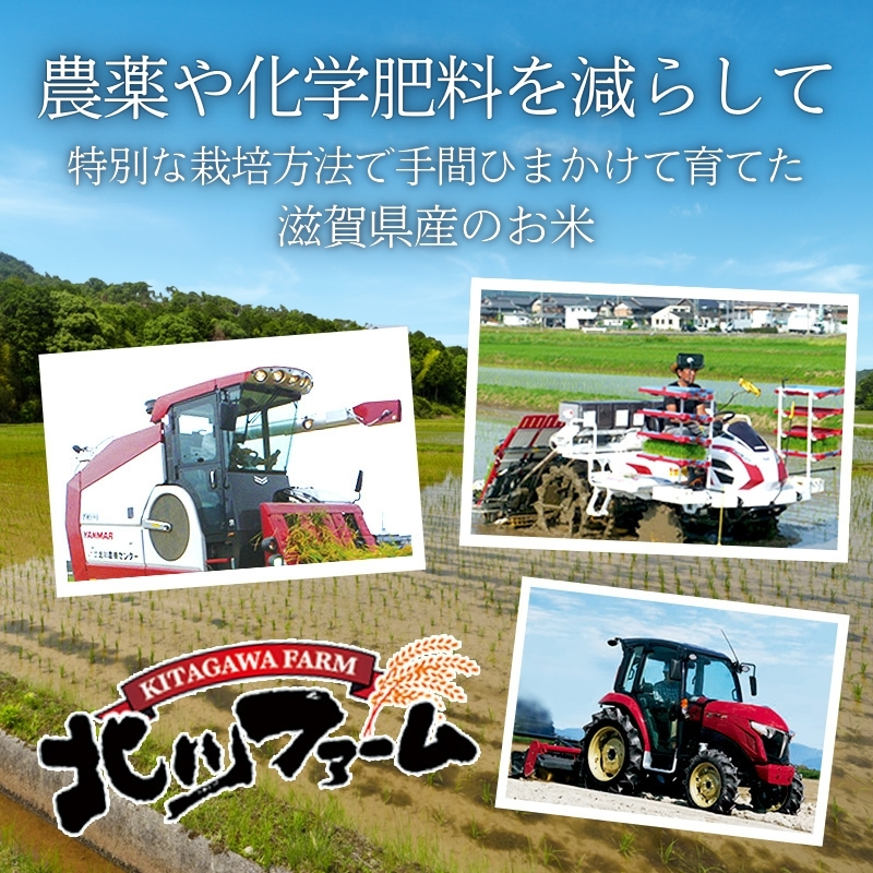滋賀県豊郷町のふるさと納税 米 定期便 4ヶ月連続 近江米 ミルキークイーン 5kg 令和7年 お米 こめ コメ おこめ 白米 4回 お楽しみ