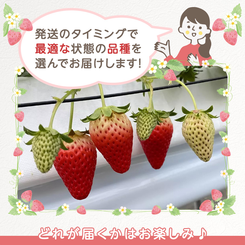 いちご　4パック 兵庫県 加西市 果物類 苺 イチゴ 果物詰合せ フルーツ 