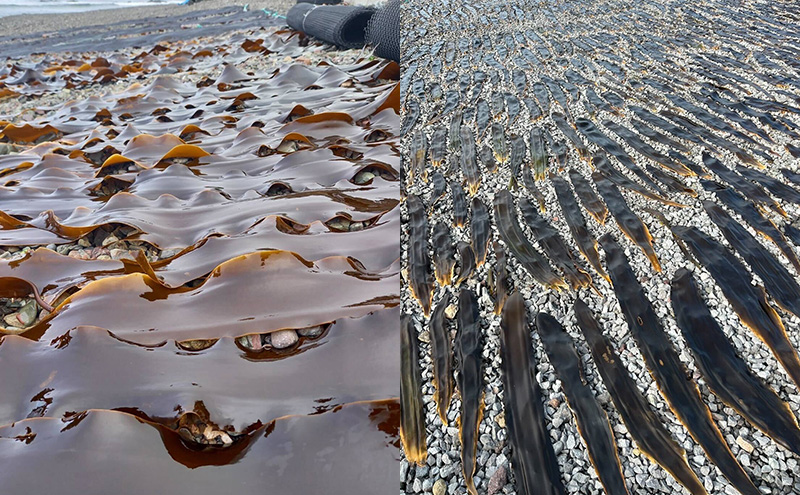 北海道 礼文島産 昆布〆ウニ食べ比べセット　ムラサキウニとバフンウニ　計2パック（各100g×1） こだわり 魚貝類 家族 旨味 凝縮 甘味 お酒 肴 ご飯 お正月 美味しい 