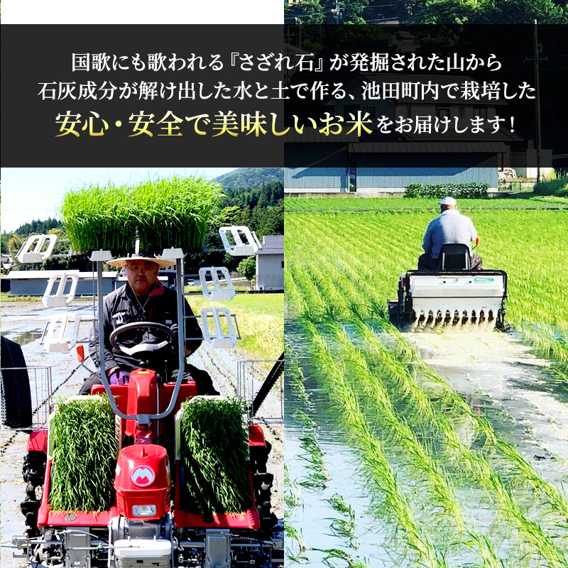 米 3kg 龍の瞳 池田町産 日本人が最も好む希少米 大粒 栄養価の高い 8分づき 分つき精米 お米 おこめ こめ コメ ごはん ご飯 低農薬栽培 岐阜県 