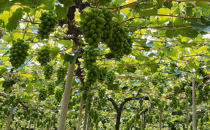 ぶどう 2026年 先行予約 【平均糖度20度】農家こだわりの 最高ランク シャイン マスカット 1房 約750g 特秀クラス ブドウ 葡萄 岡山県産 フルーツ 果物 ギフト 【 Nini farm 農家 直送 】 