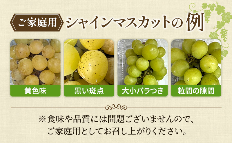 ぶどう 2026年 先行予約 【平均糖度20度】 ご家庭用 農家こだわりの シャイン マスカット 2房 合計約1.0kg ブドウ 葡萄 岡山県産 国産 フルーツ 果物 【 Nini farm 農家 直送 】 