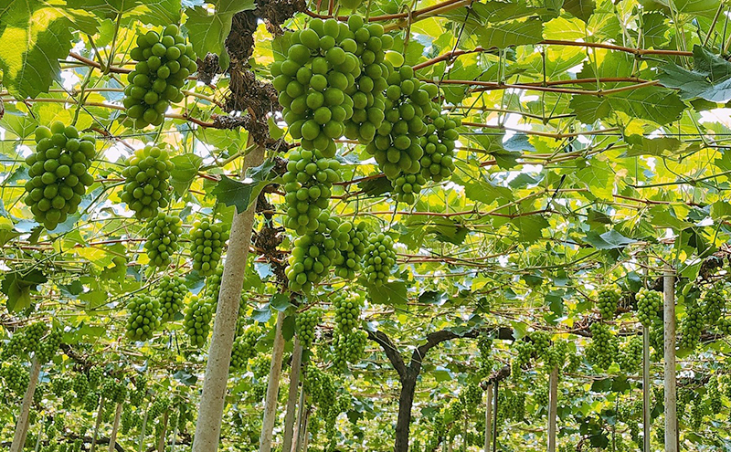 ぶどう 2026年 先行予約 【平均糖度20度】 ご家庭用 農家こだわりの シャイン マスカット 2房 合計約1.0kg ブドウ 葡萄 岡山県産 国産 フルーツ 果物 【 Nini farm 農家 直送 】 