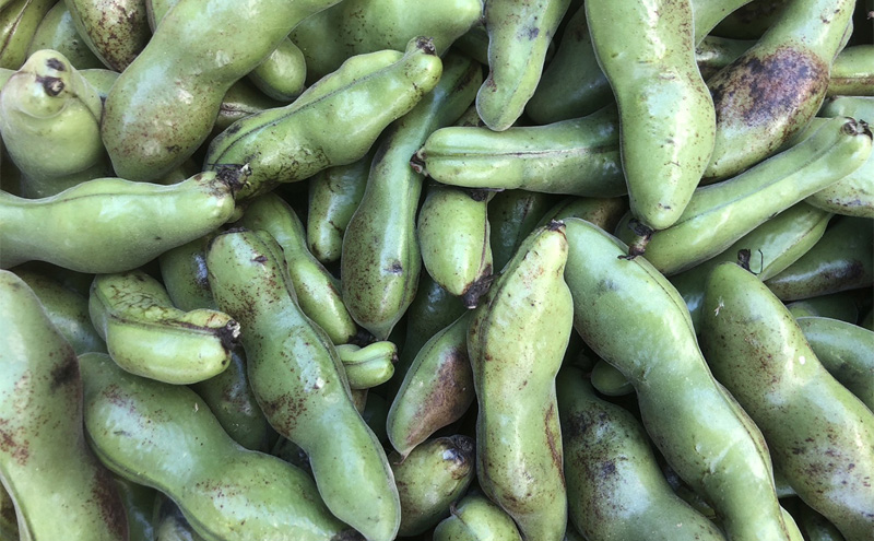 自然栽培 朝日米 2キロ＋ 旬 の 野菜 6～8品 (栽培期間中農薬不使用) 詰め合わせ 田畑のごちそう便 