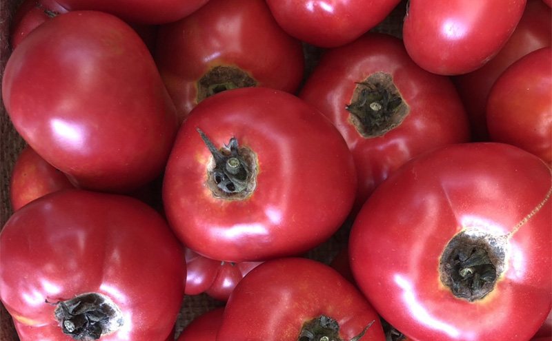 自然栽培 朝日米 2キロ＋ 旬 の 野菜 6～8品 (栽培期間中農薬不使用) 詰め合わせ 田畑のごちそう便 