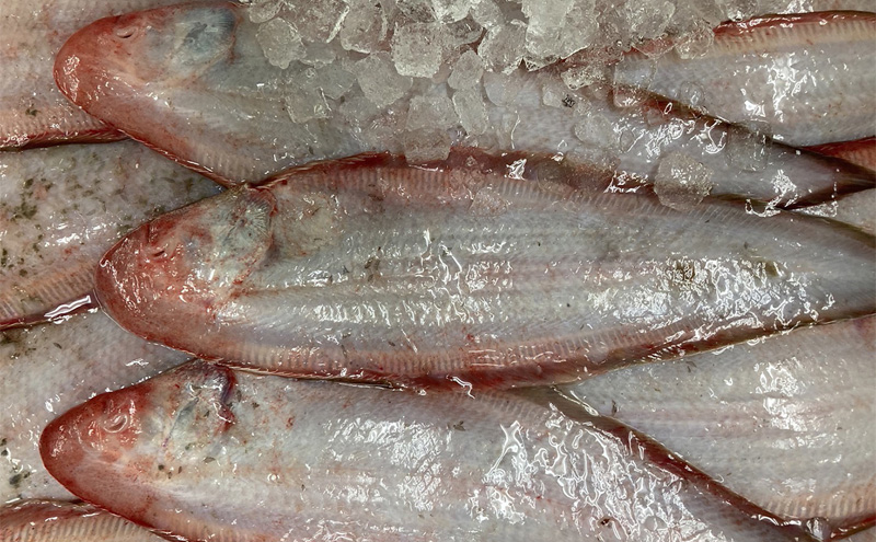 瀬戸内の魚でつくる 干物 6枚入りBOX 