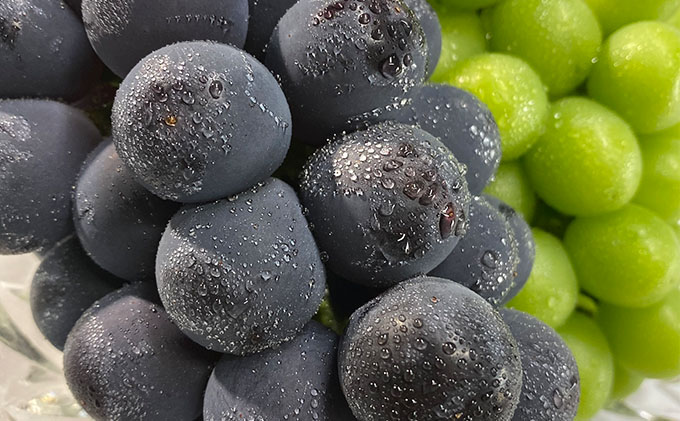 ぶどう 2026年 先行予約 農家こだわりの シャイン マスカット ＆ ニュー ピオーネ 2房 合計約1.2kg 贈答クラス 葡萄 岡山県産 国産 フルーツ 果物 ギフト 【 Nini farm 農家 直送 】 デザート 