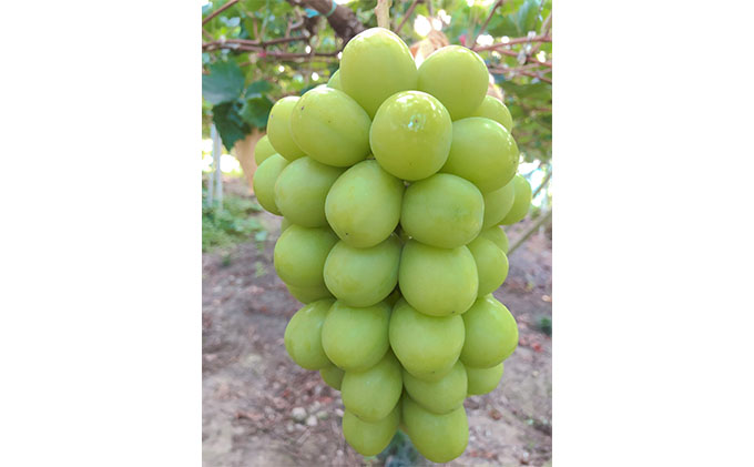 ぶどう 2026年 先行予約 農家こだわりの シャイン マスカット ＆ ニュー ピオーネ 2房 合計約1.2kg 贈答クラス 葡萄 岡山県産 国産 フルーツ 果物 ギフト 【 Nini farm 農家 直送 】 デザート 