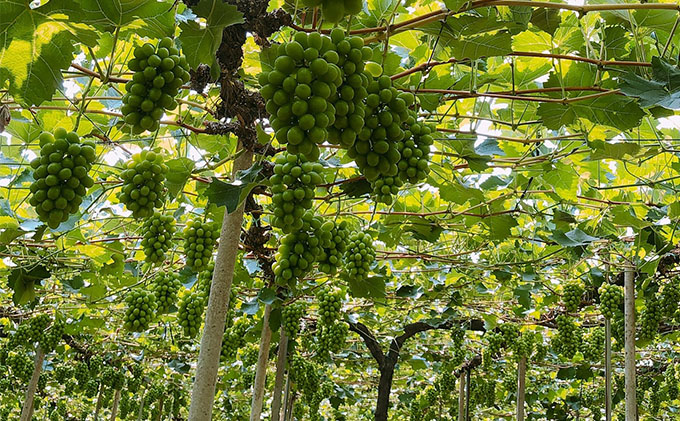 ぶどう 2026年 先行予約 農家こだわりの シャイン マスカット ＆ ニュー ピオーネ 2房 合計約1.2kg 贈答クラス 葡萄 岡山県産 国産 フルーツ 果物 ギフト 【 Nini farm 農家 直送 】 デザート 