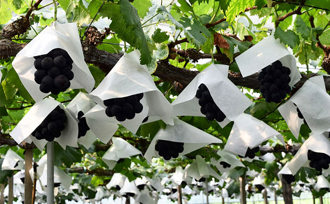 ぶどう 2026年 先行予約 農家こだわりの シャイン マスカット ＆ ニュー ピオーネ 2房 合計約1.2kg 贈答クラス 葡萄 岡山県産 国産 フルーツ 果物 ギフト 【 Nini farm 農家 直送 】 デザート 