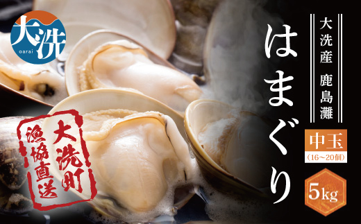 �y��錧������z���Y������V�R�͂܂��� 5kg �① ���z���� �n�}�O�� �� �L ���������� ����� ���Y �V�R �͂܂���