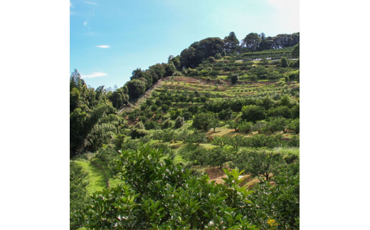 西込さん家の温州みかん 約4kg・サイズおまかせ(2S～2L) ワケあり品(外皮にシミ・傷あり) 4キロ 柑橘 蜜柑 果物 フルーツ 訳あり 家庭用 自宅用 常温 数量限定 配送可能時期12月末まで