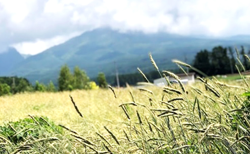 自家製酵母パンとライ麦パンのおまかせセット ベーカリー ドイツ こだわり 美味しい 完全自給 植物性乳酸菌 食べやすい i蒸し焼き しっとり 酸味 冷凍 おすすめ 