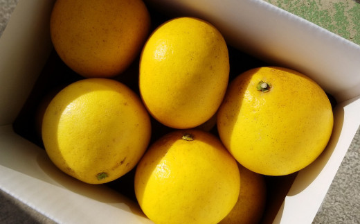 淡路島産　淡路文旦　4ｋｇ