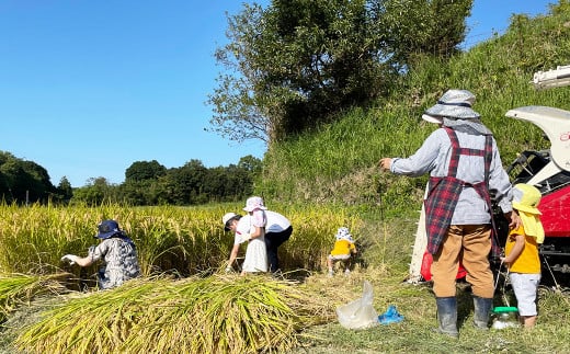 兵庫県淡路島産新鮮な玄米 １０kg 令和6年産 キヌヒカリ 新米 玄米 10 キロ 淡路島産 10kg - 米