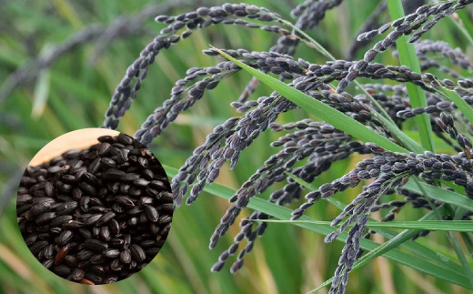 棚田の古代米セット(4品種)