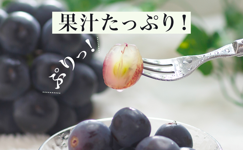 桃 ぶどう 2026年 先行予約 果物 詰合せ 白桃 2玉（1玉220g以上）ニューピオーネ 2房（1房480g以上）化粧箱入り もも 葡萄 岡山県産 国産 フルーツ 果物 ギフト 